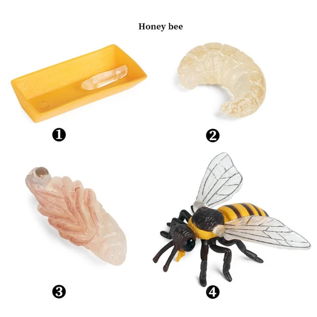 Montessori Educational Game - Animal Life Cycle Models