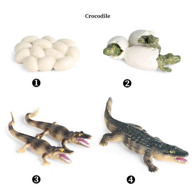 Montessori Educational Game - Animal Life Cycle Models