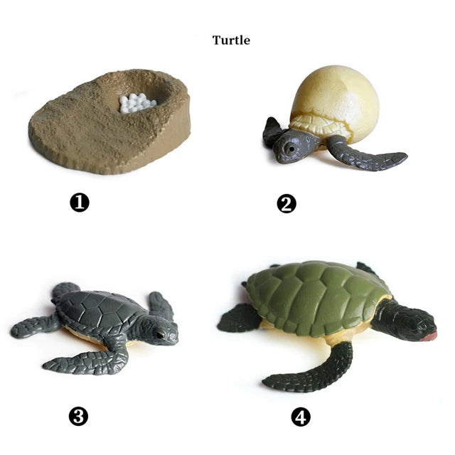 Montessori Educational Game - Animal Life Cycle Models