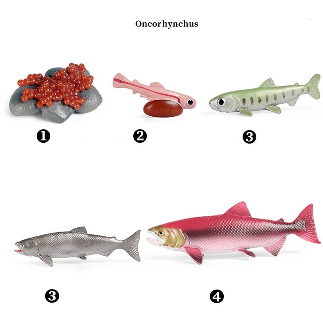 Montessori Educational Game - Animal Life Cycle Models