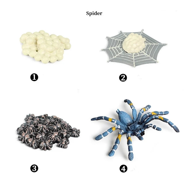 Montessori Educational Game - Animal Life Cycle Models