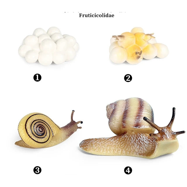 Montessori Educational Game - Animal Life Cycle Models