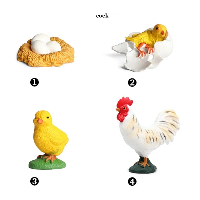 Montessori Educational Game - Animal Life Cycle Models