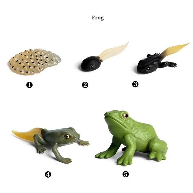 Montessori Educational Game - Animal Life Cycle Models
