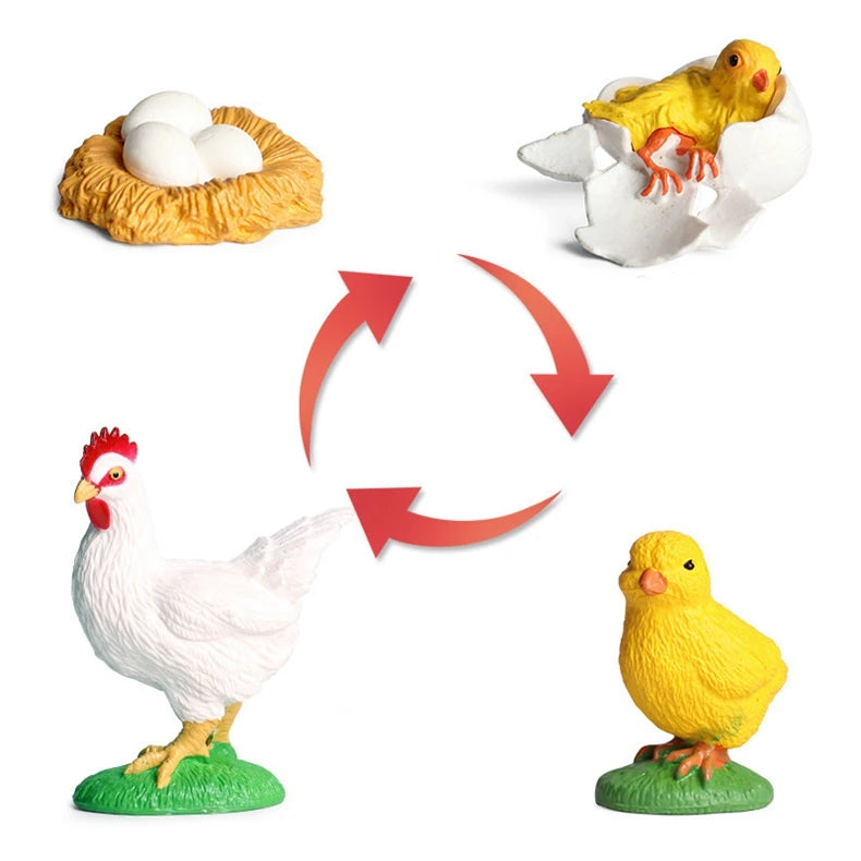 Montessori Educational Game - Animal Life Cycle Models