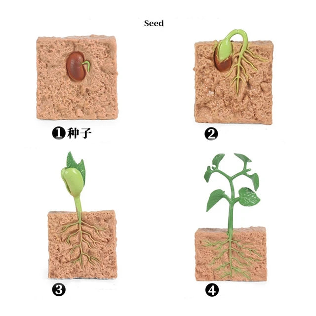 Montessori Educational Game - Animal Life Cycle Models