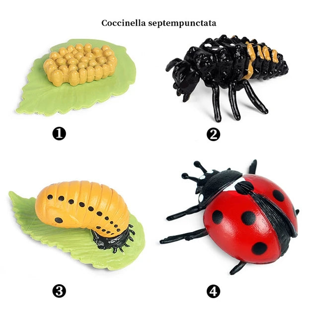 Montessori Educational Game - Animal Life Cycle Models