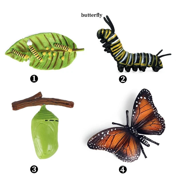 Montessori Educational Game - Animal Life Cycle Models