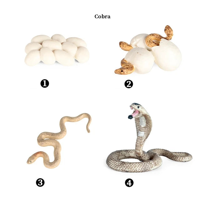 Montessori Educational Game - Animal Life Cycle Models