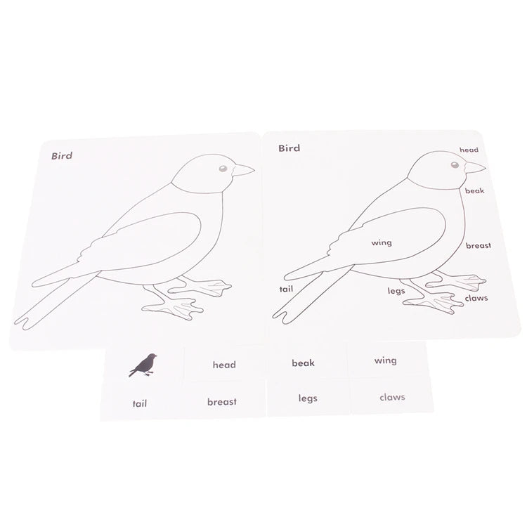 Montessori Botany & Animals Puzzle Card Set – Educational Science Learning Toy for Kids - Kid Zone