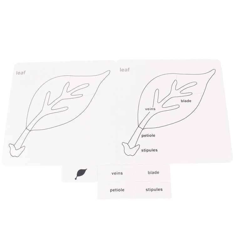 Montessori Botany & Animals Puzzle Card Set – Educational Science Learning Toy for Kids - Kid Zone