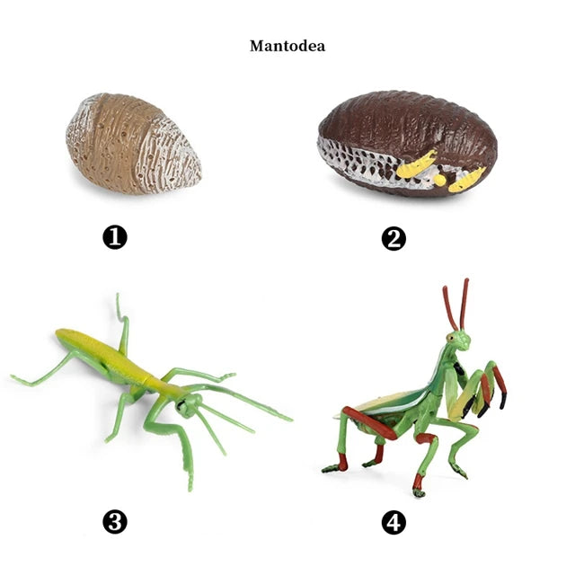 Montessori Animal Life Cycle Models – Educational Biology Learning Set for Kids - Kid Zone