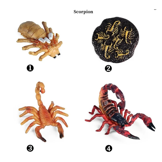 Montessori Animal Life Cycle Models – Educational Biology Learning Set for Kids - Kid Zone