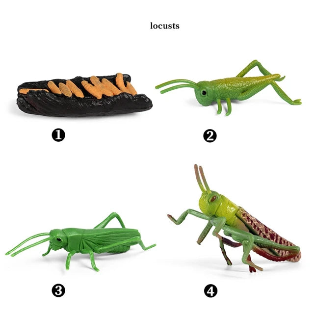 Montessori Animal Life Cycle Models – Educational Biology Learning Set for Kids - Kid Zone