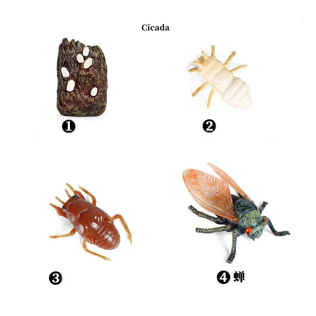 Montessori Animal Life Cycle Models – Educational Biology Learning Set for Kids - Kid Zone