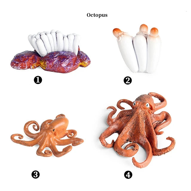 Montessori Animal Life Cycle Models – Educational Biology Learning Set for Kids - Kid Zone